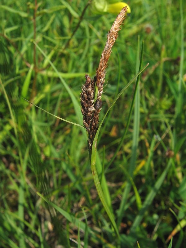 Carex panicea (grass-like sedge)