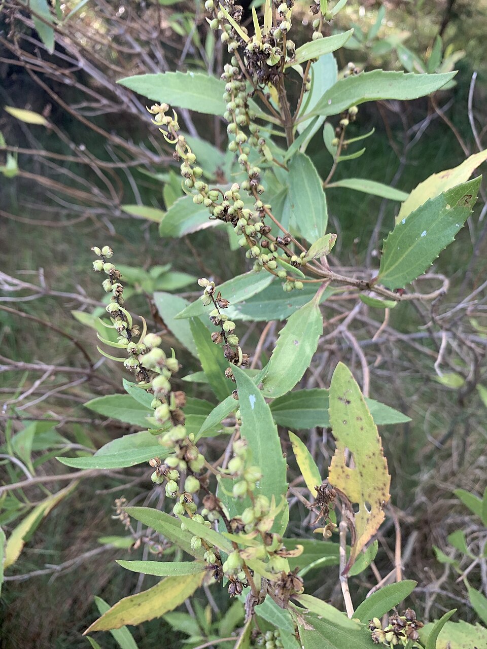 Iva frutescens (marsh elder) (alternate view 6)