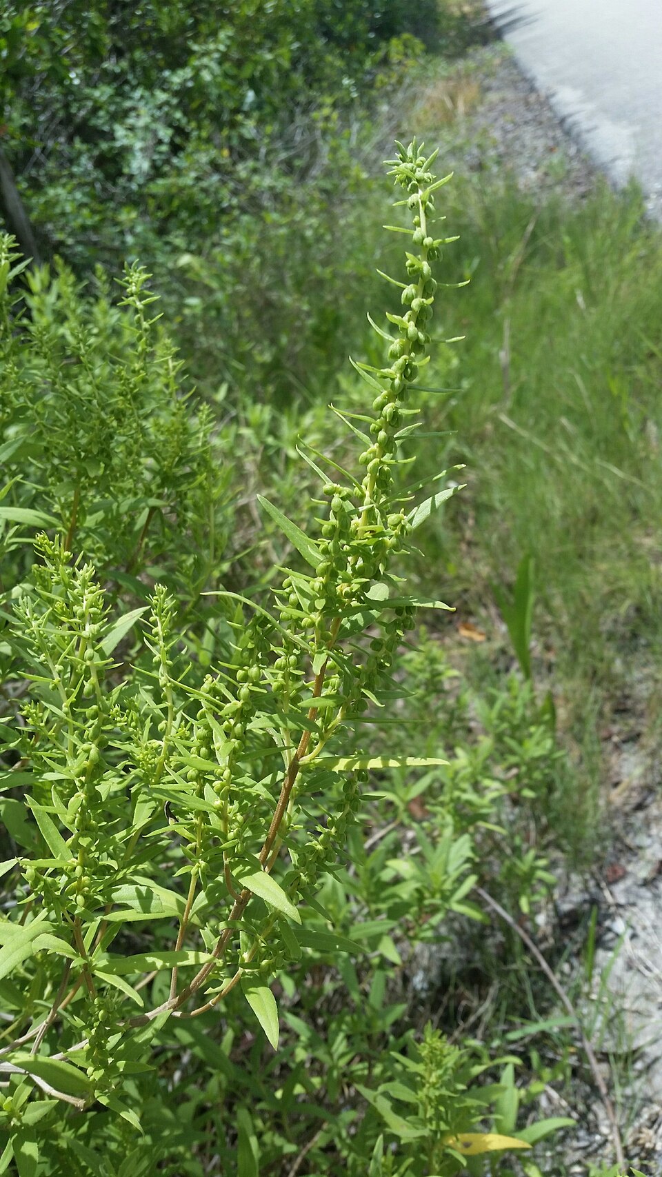 Iva frutescens (marsh elder) (alternate view 7)