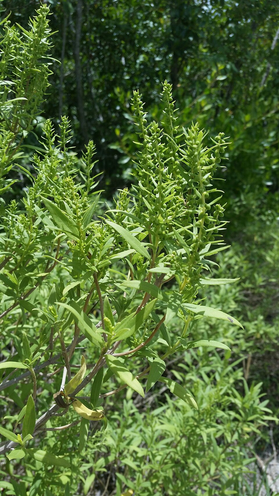 Iva frutescens (marsh elder) (alternate view 8)