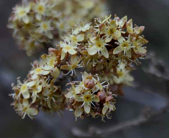 Shepherdia argentea (Silver Buffaloberry) (alternate view 7)