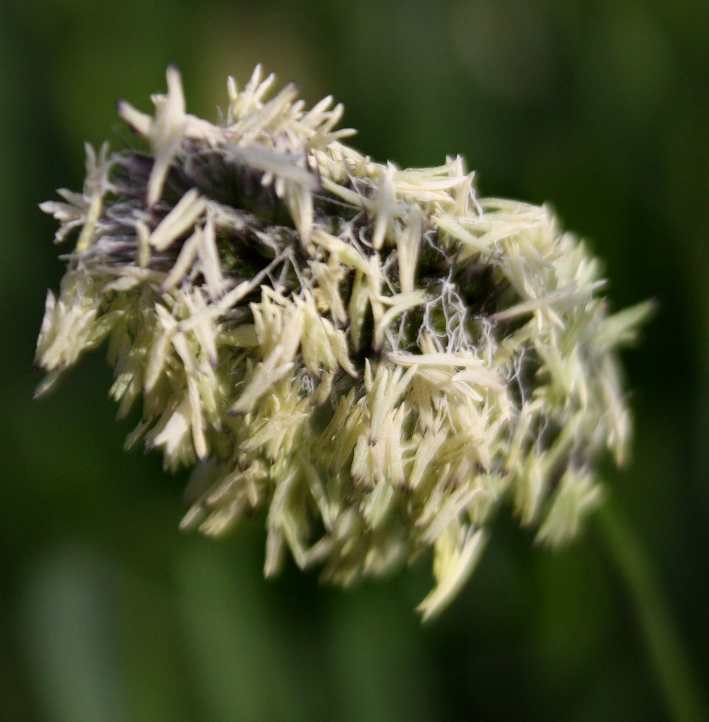 Sesleria heufleriana (alternate view 5)