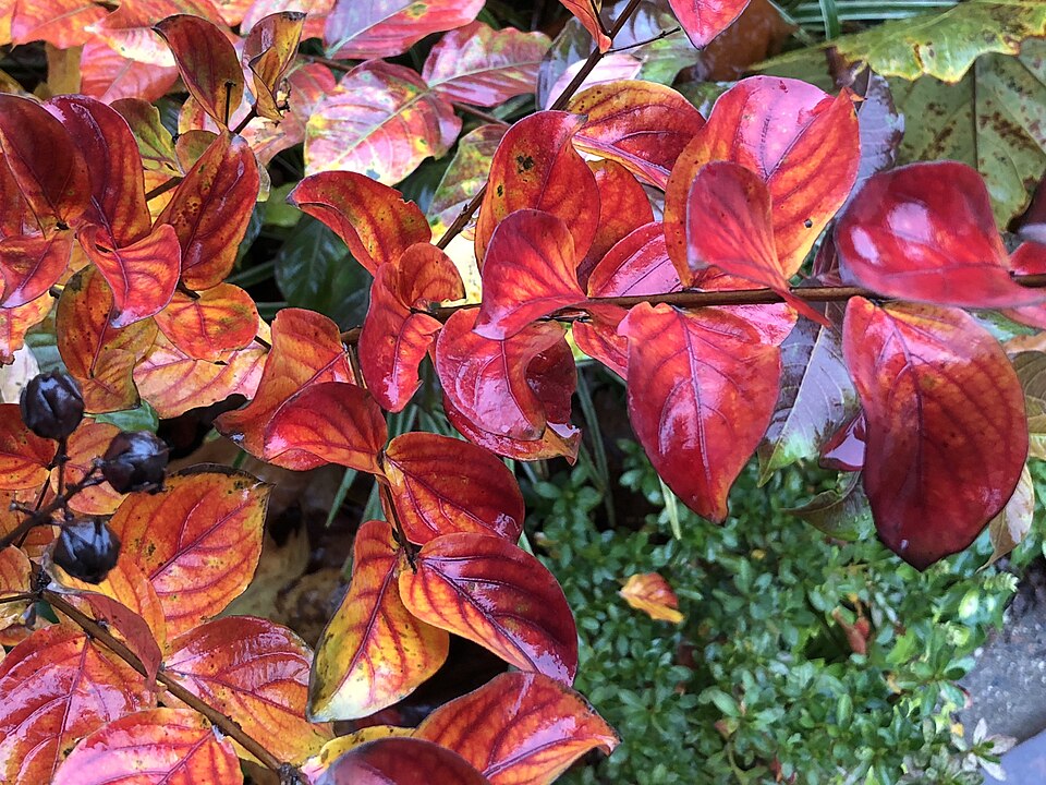 Lagerstroemia indica 'Red Rocket' (Red Rocket Crape Myrtle Tree)