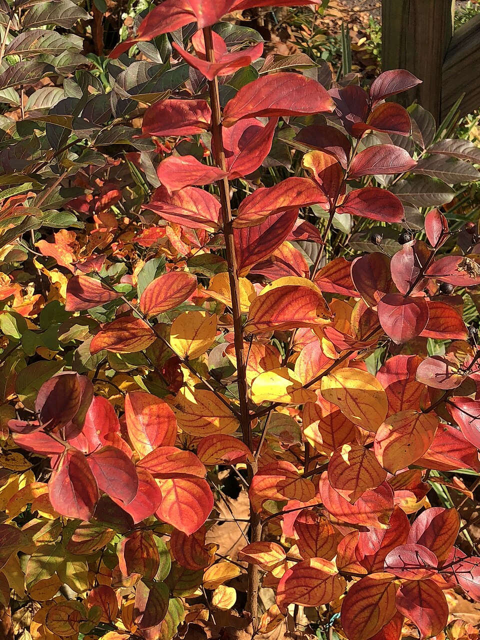 Lagerstroemia indica 'Red Rocket' (Red Rocket Crape Myrtle Tree) (alternate view 2)
