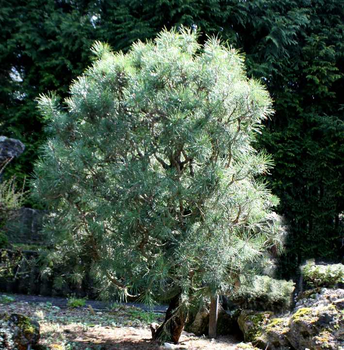 Pinus sylvestris 'Watereri' (Waterer Scots Pine) (alternate view 4)