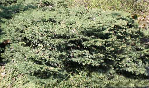 Picea abies 'Nidiformis' (bird's nest spruce) (alternate view 5)