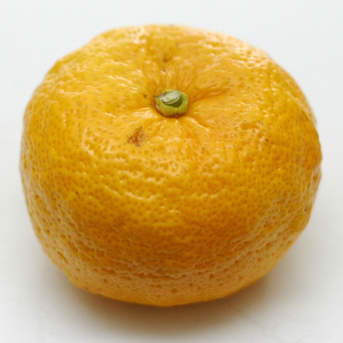 Citrus junos, Yuzu — upright evergreen (Rutaceae) (image 6 of 9)