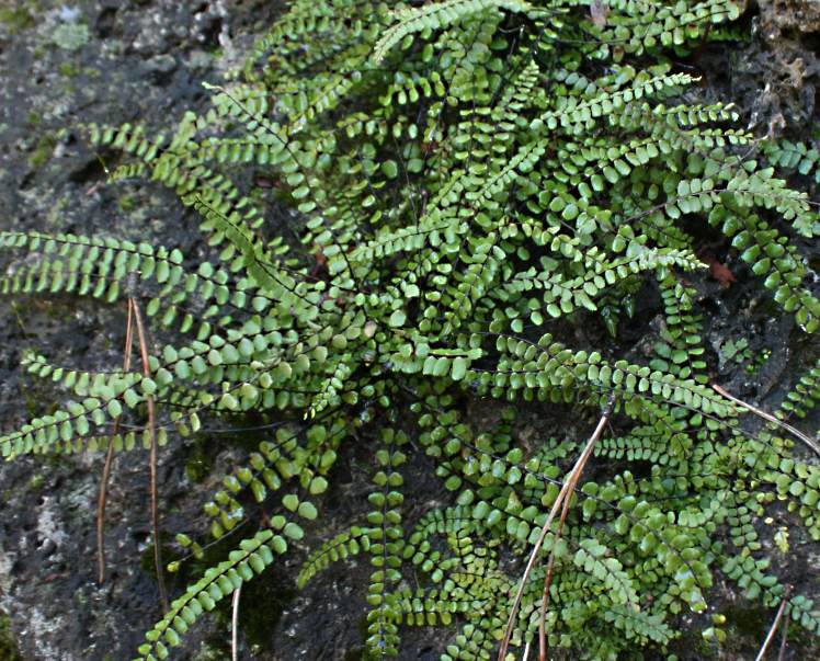 Asplenium trichomanes (Maidenhair Spleenwort) (alternate view 10)