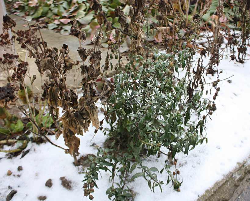 Antirrhinum majus (snapdragon) (alternate view 6)