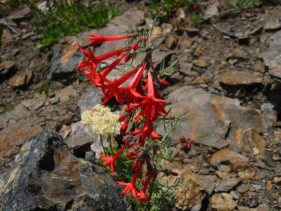 Ipomopsis aggregata (Scarlet Gilia) (alternate view 2)