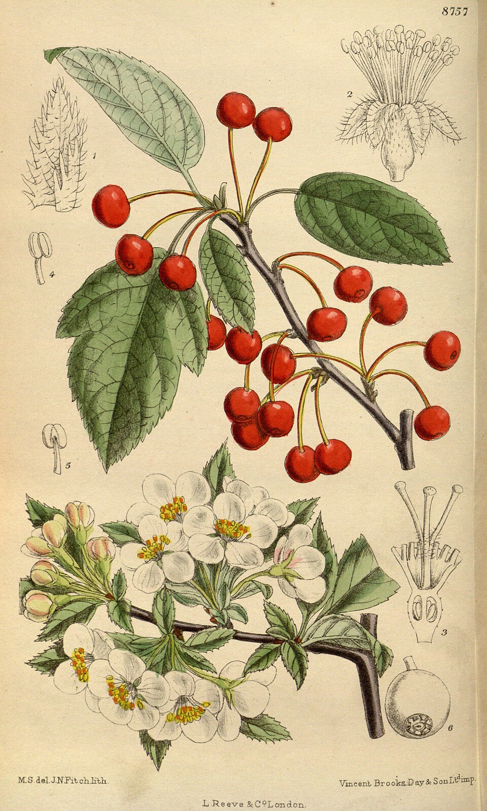 Malus sargentii (Sargent Crabapple Tree) (alternate view 13)
