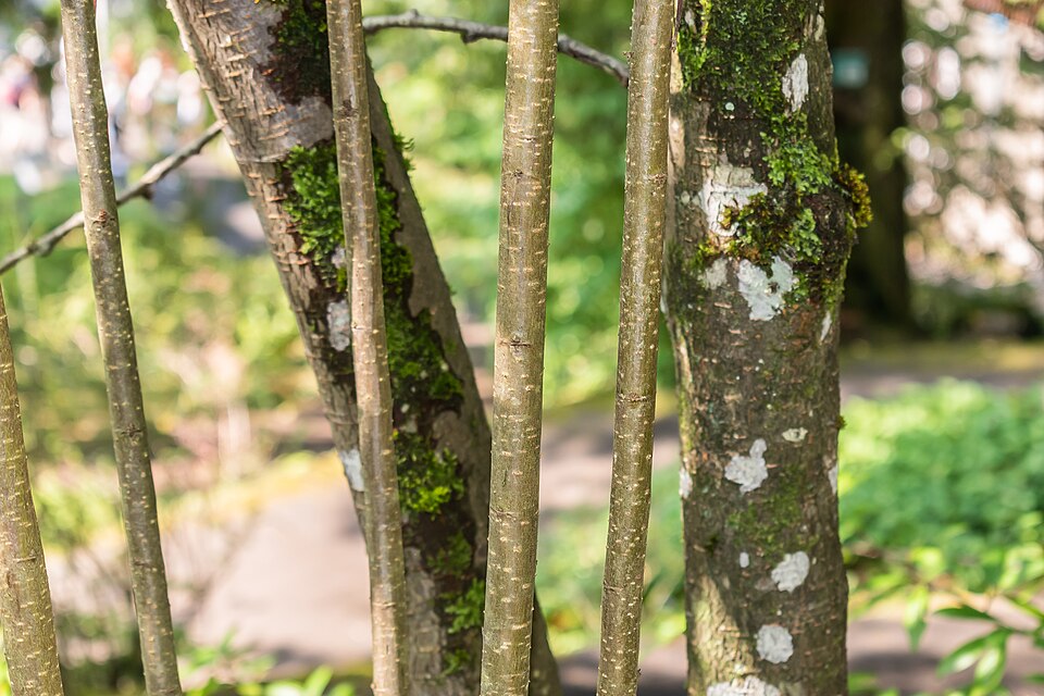 Cotoneaster salicifolius (Willow-leaved Cotoneaster)