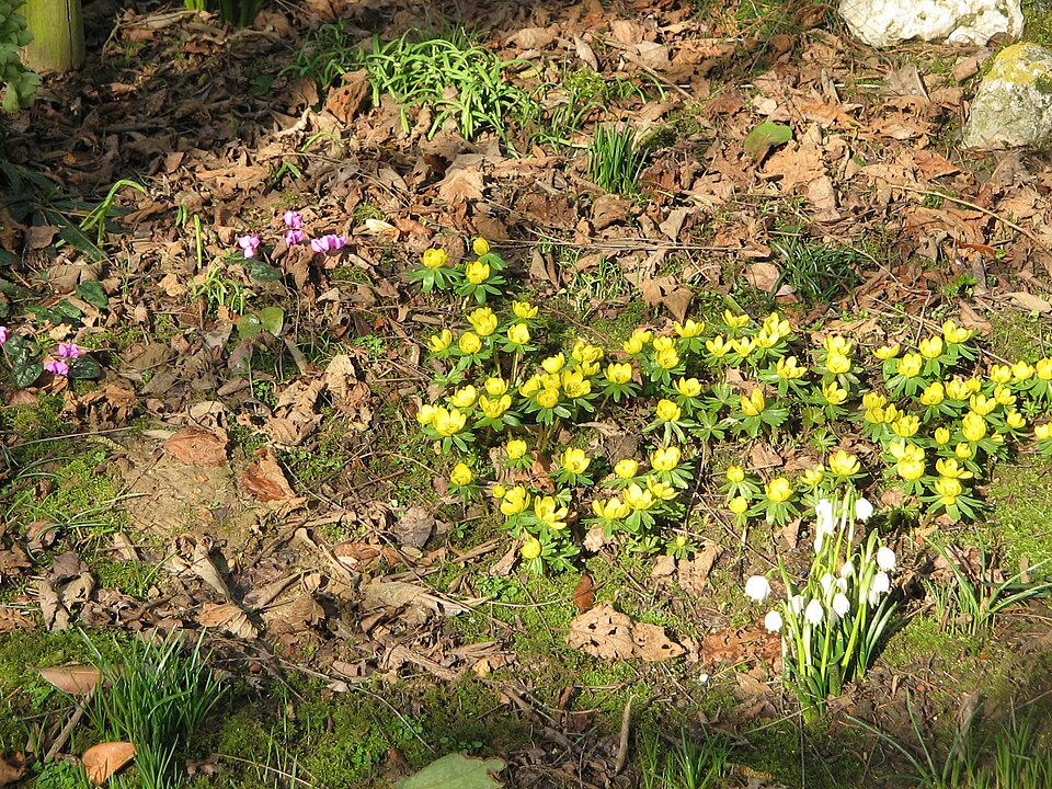 Eranthis hyemalis (Winter Aconite)