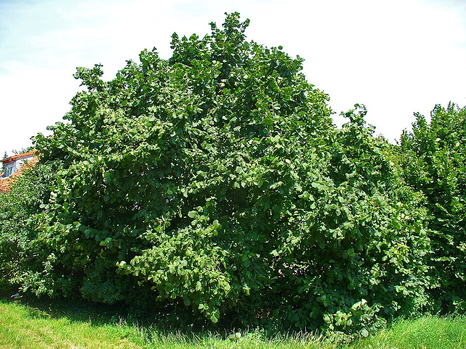 Corylus avellana (alternate view 13)