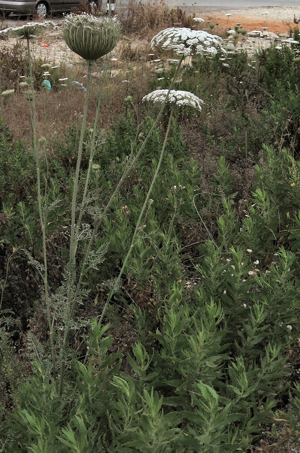 Daucus carota (Queen Ann's lace) (alternate view 9)