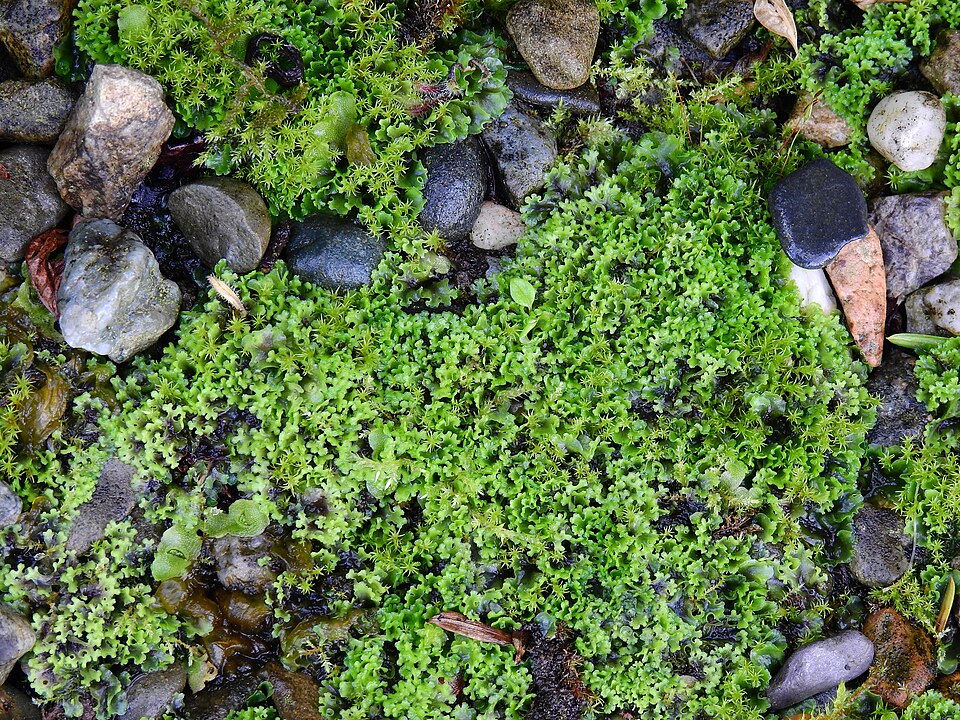 Apopellia endiviifolia (Endive Pellia)