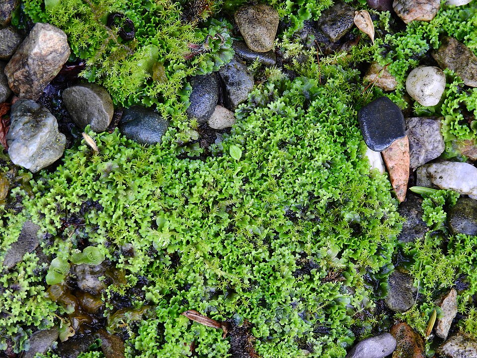 Apopellia endiviifolia (Endive Pellia)