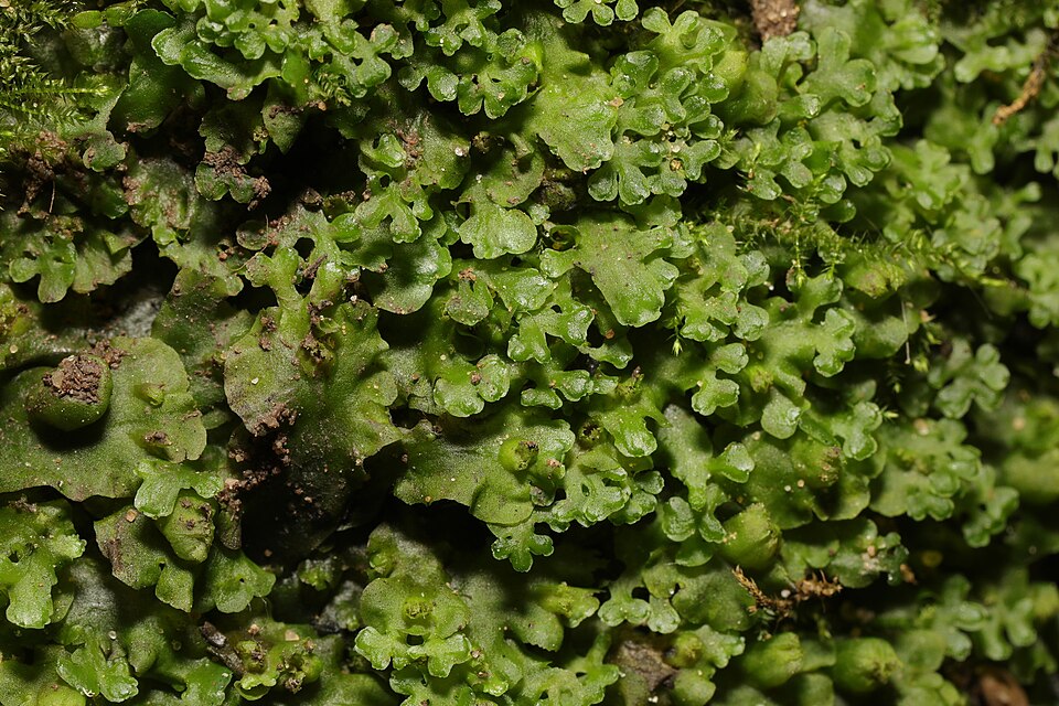Apopellia endiviifolia (Endive Pellia)