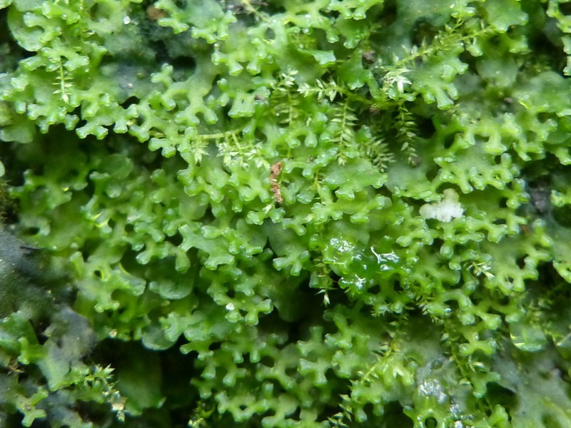 Apopellia endiviifolia (Endive Pellia)