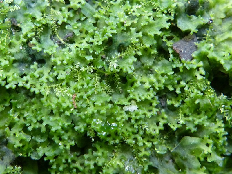 Apopellia endiviifolia (Endive Pellia)