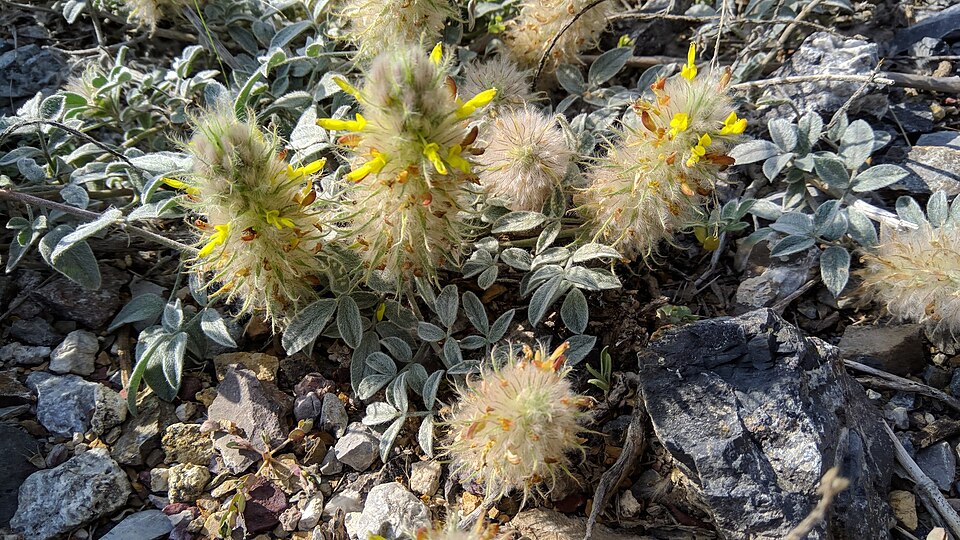 Dalea (prairie clovers) (alternate view 2)