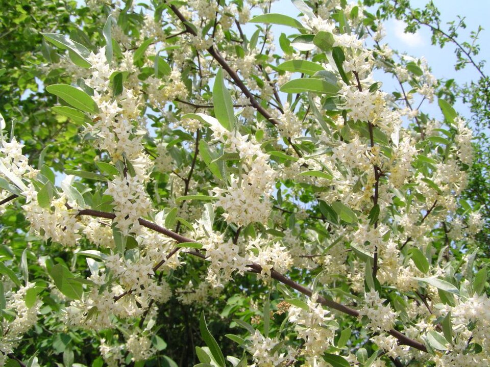 Elaeagnus umbellata (autumn olive)