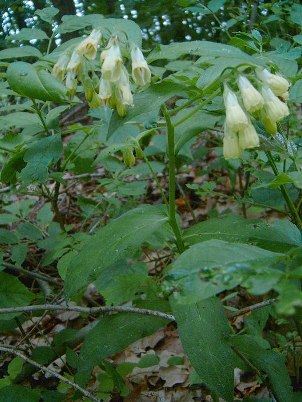 Symphytum tuberosum (Tuberous Comfrey)