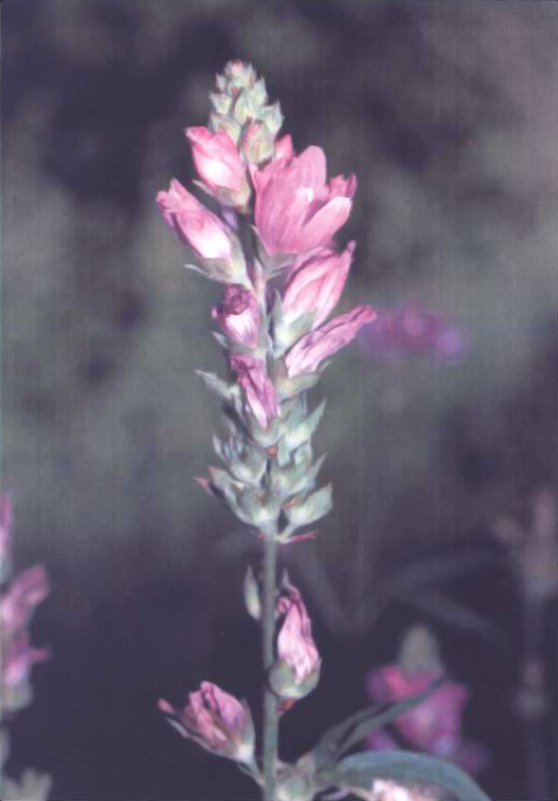 Sidalcea oregana (Oregon Checker-Mallow) (alternate view 7)