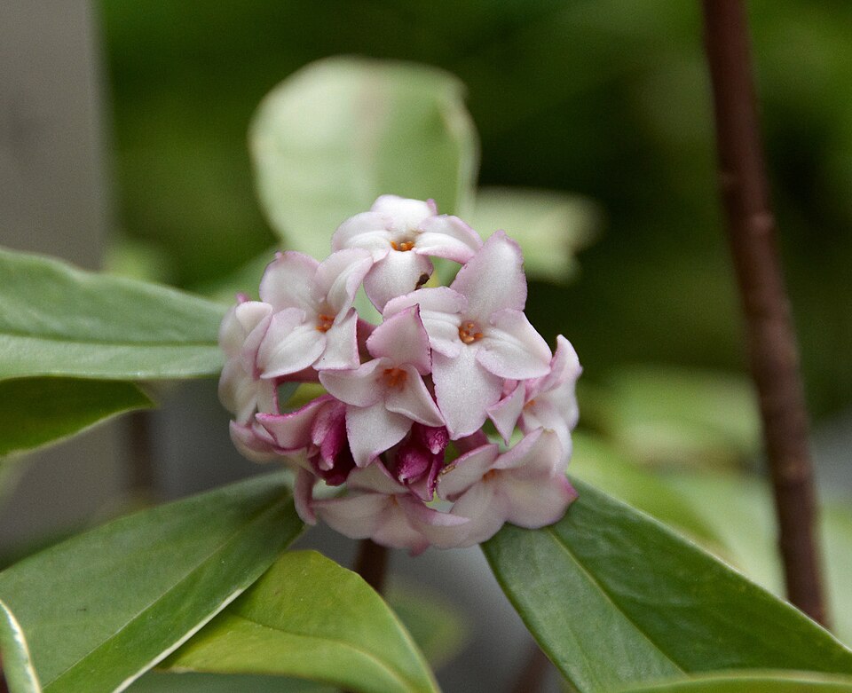 Daphne odora (Winter Daphne) (alternate view 10)