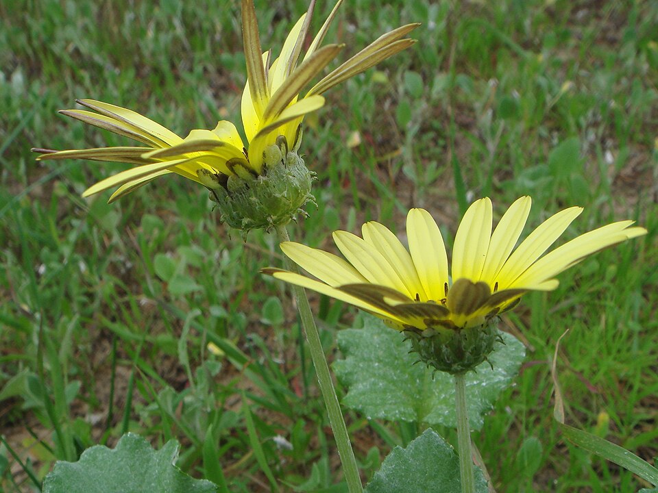 Arctotheca calendula (Capeweed) (alternate view 3)