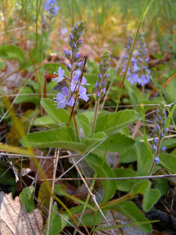 Veronica officinalis (heath speedwell)