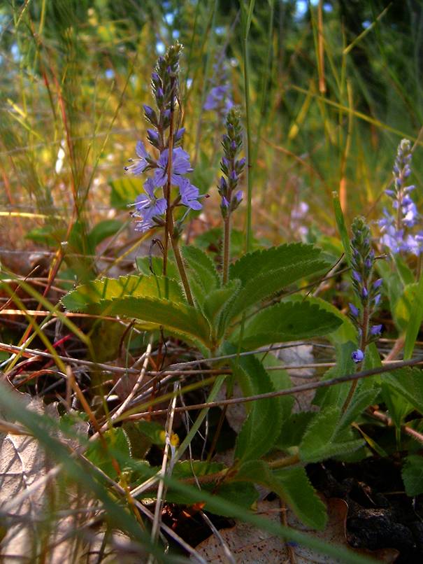 Veronica officinalis (heath speedwell)