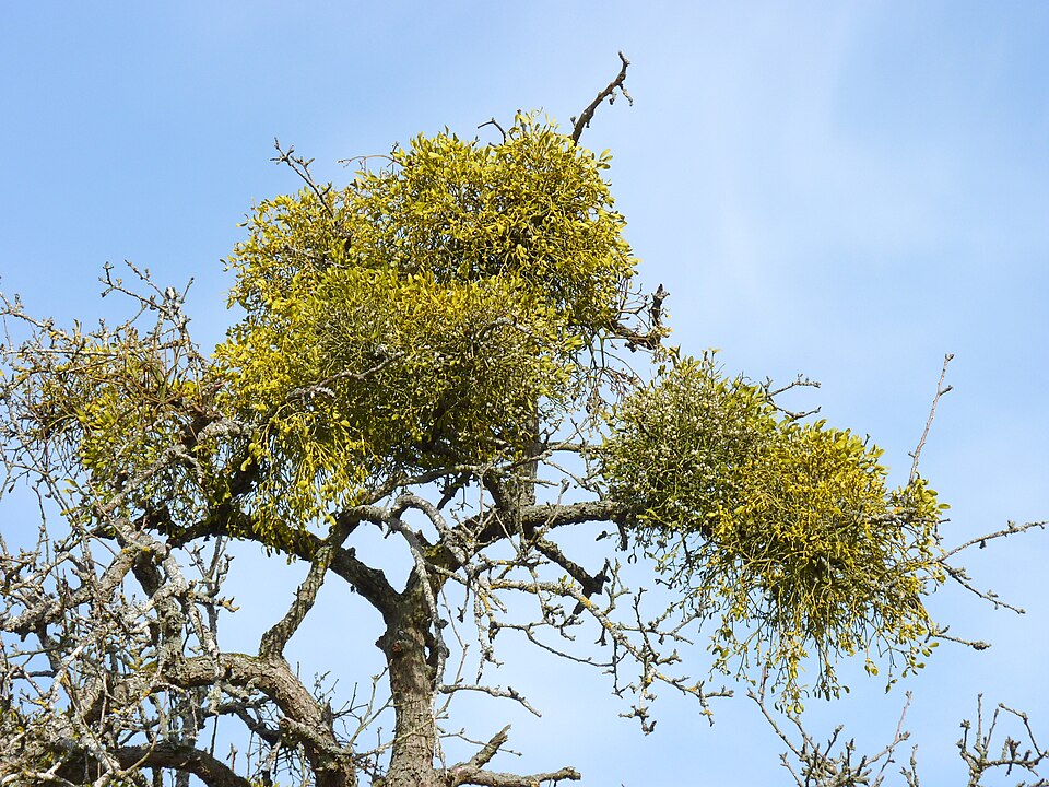 Viscum album (European mistletoe)