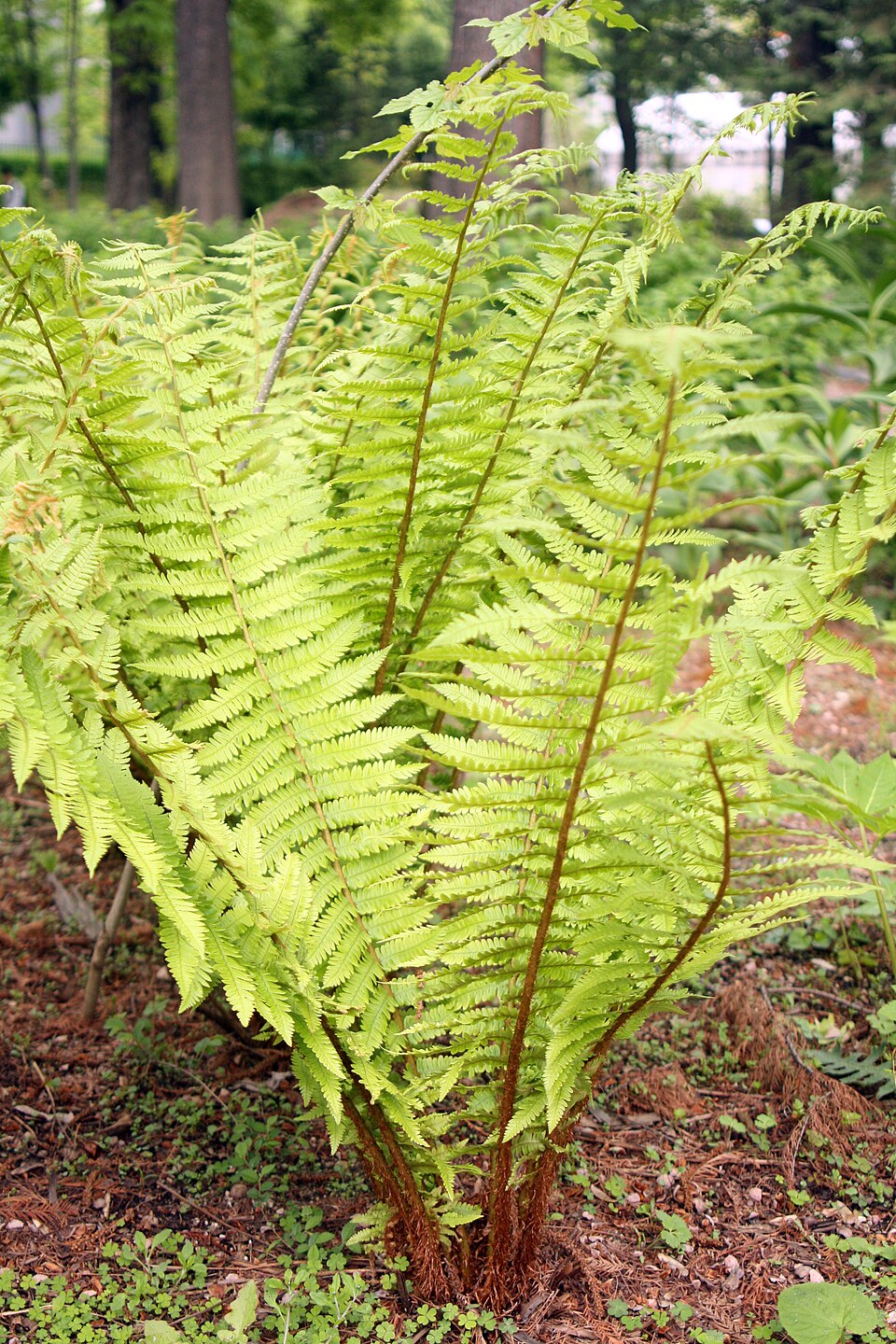 Dryopteris crassirhizoma (Thick-stemmed Wood Fern) (alternate view 5)