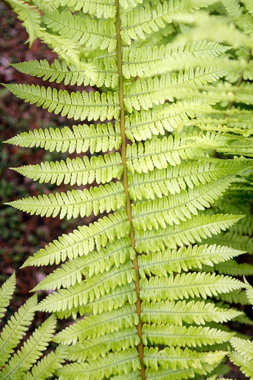 Dryopteris crassirhizoma (Thick-stemmed Wood Fern) (alternate view 6)