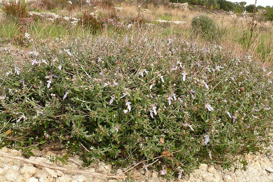 Teucrium fruticans (alternate view 9)