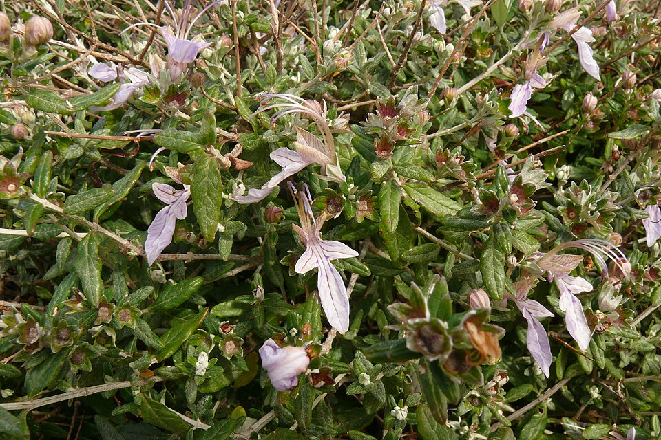 Teucrium fruticans (alternate view 10)