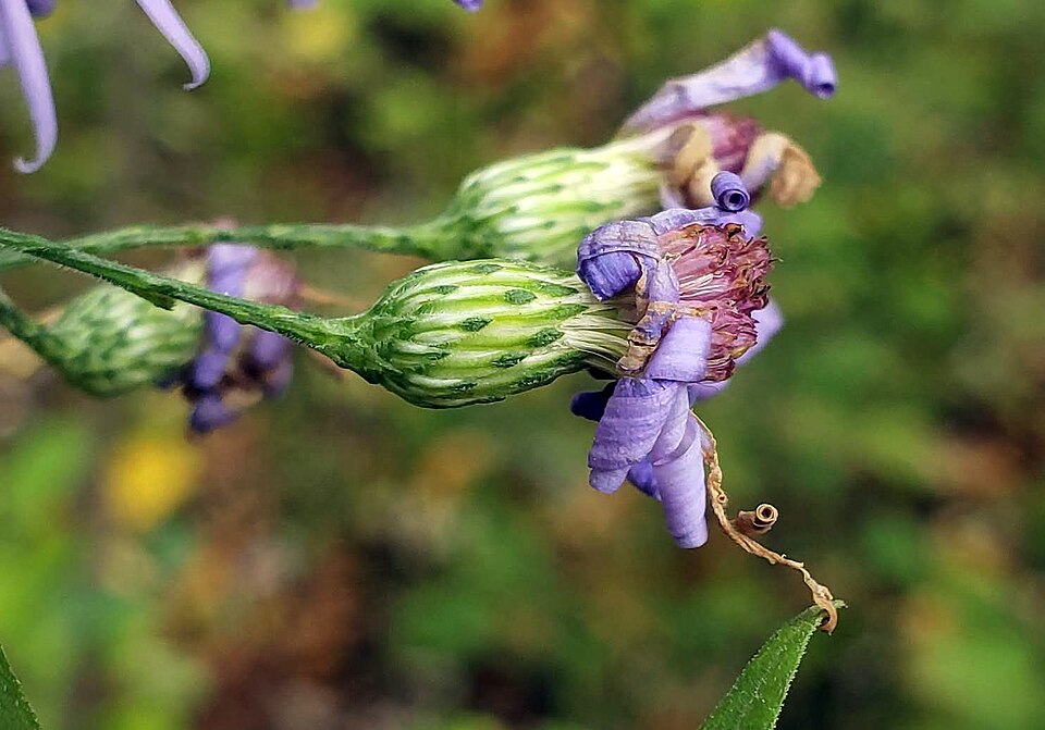 Symphyotrichum shortii (Short's aster) (alternate view 9)