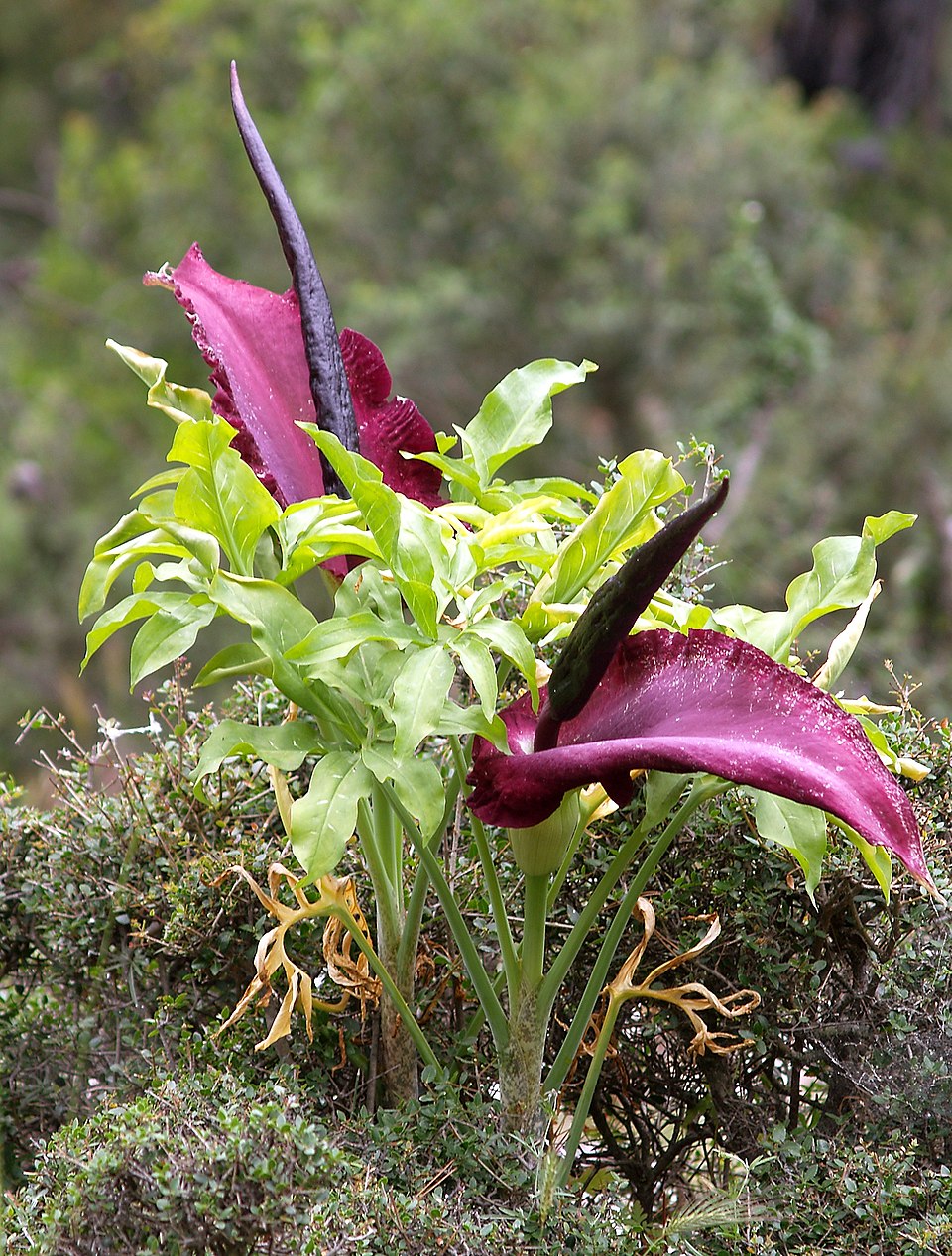 Dracunculus vulgaris (dragon arum) (alternate view 13)