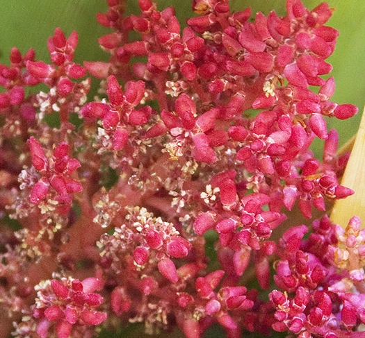 Richea pandanifolia (Pandani) (alternate view 10)