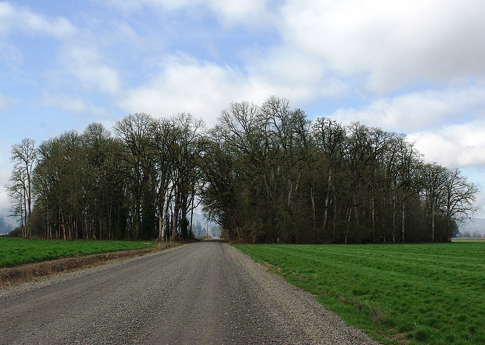 Quercus garryana (Oregon white oak, Garry oak) (alternate view 5)