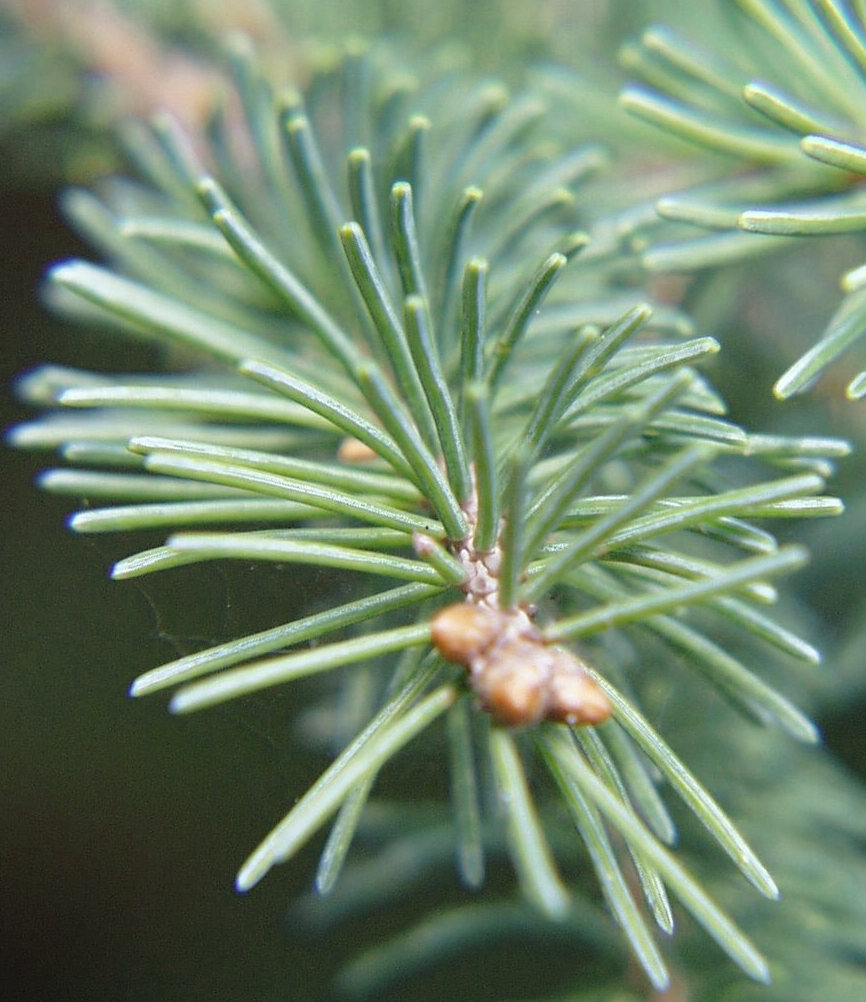 Picea glauca (white spruce)