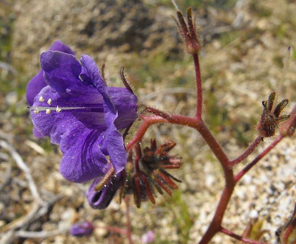 Phacelia minor (wild canterbury bells) (alternate view 9)