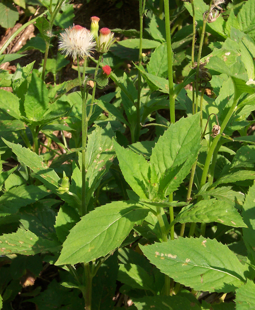 Crassocephalum crepidioides (redflower ragleaf) (alternate view 3)