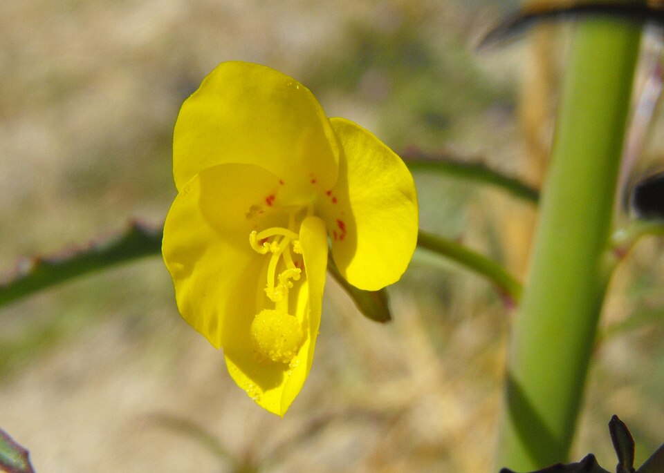 Eulobus californicus (California primrose) (alternate view 8)