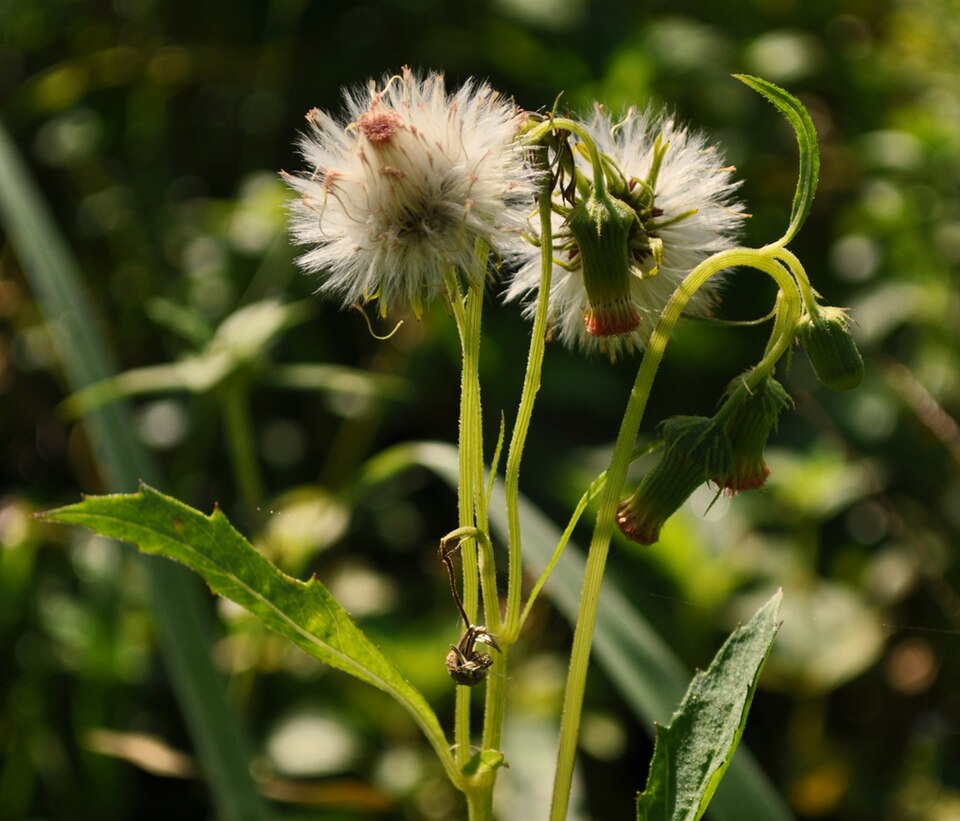 Crassocephalum crepidioides (redflower ragleaf) (alternate view 4)