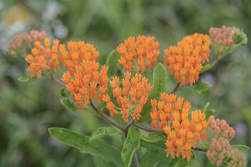 Asclepias tuberosa (Butterfly Weed) (alternate view 6)