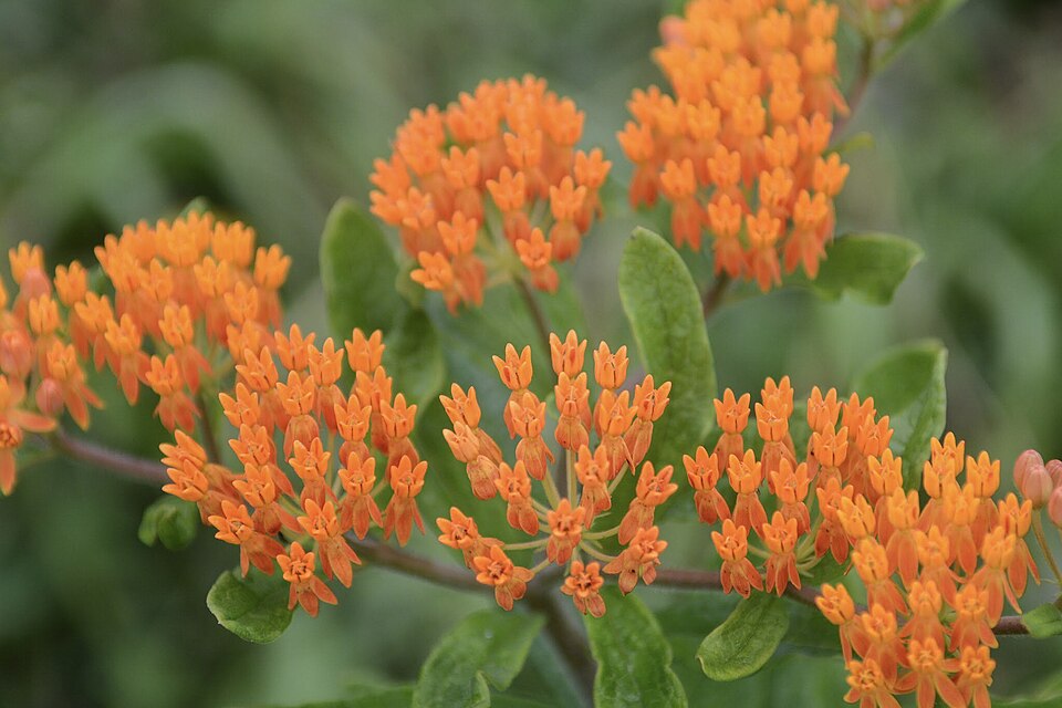 Asclepias tuberosa (Butterfly Weed) (alternate view 7)