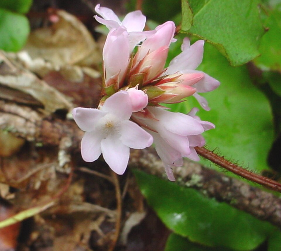 Epigaea repens (trailing arbutus)