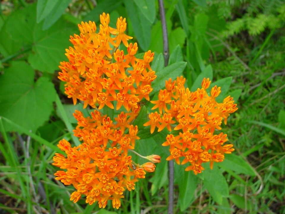 Asclepias tuberosa (Butterfly Weed) (alternate view 8)